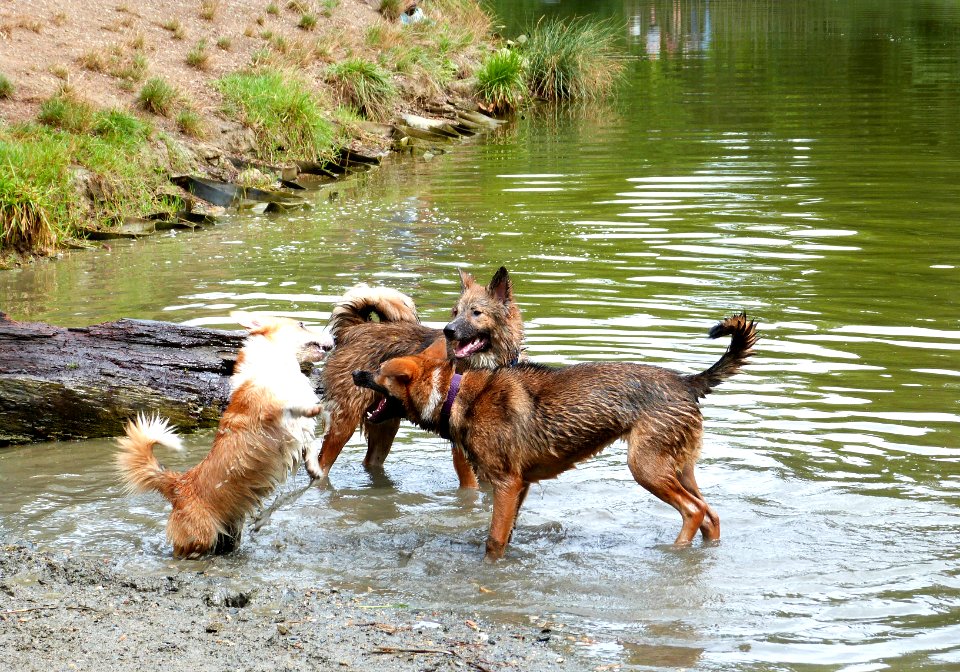 Madness at the lake