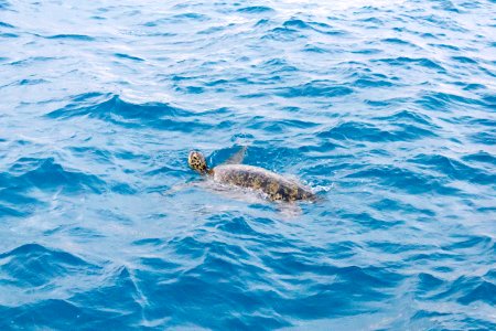 A green sea turtle (Chelonia mydas) swims in Midway's lagoon photo