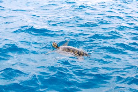 A green sea turtle (Chelonia mydas) swims in Midway's lagoon