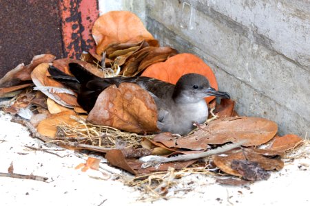 A wedge-tailed shearwater nests in the entryway to an old pillbox photo