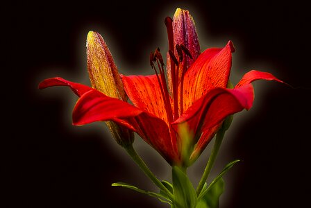 Orange flora bloom