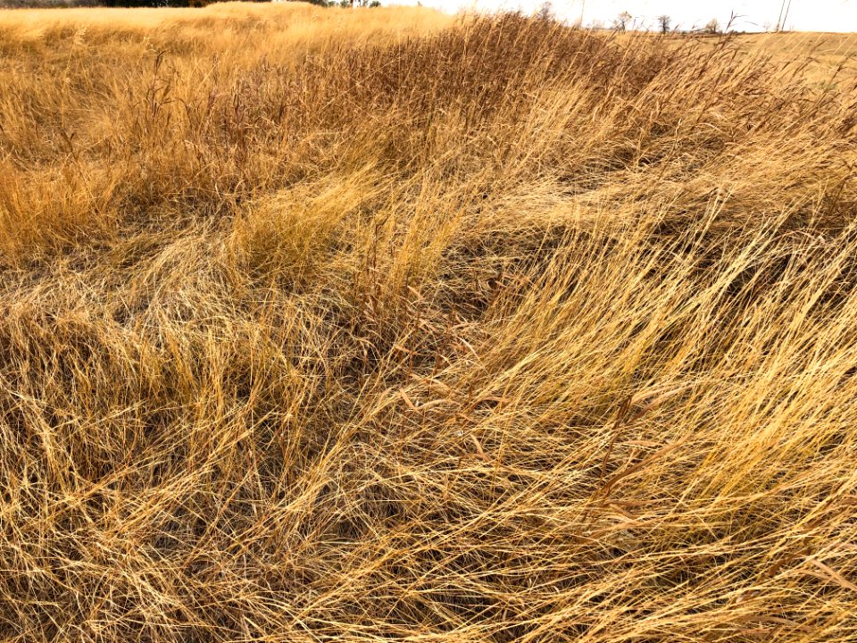 In The Swirly Grass