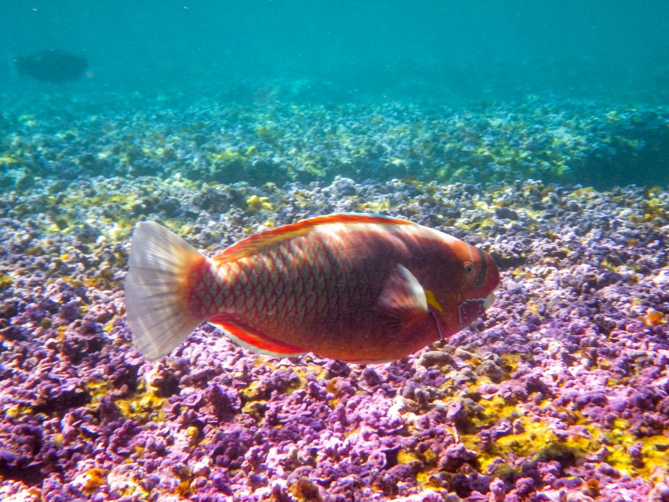 A bullethead parrotfish (Chlorurus sordidus) swims through Midway's fringing reef