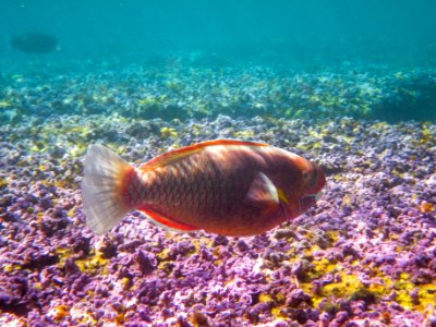 A bullethead parrotfish (Chlorurus sordidus) swims through Midway's fringing reef photo