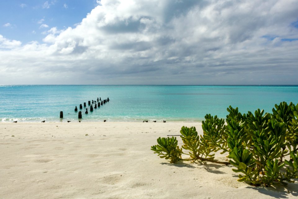 Naupaka (Scaevola sericea) and the remnants of a pier on West Beach