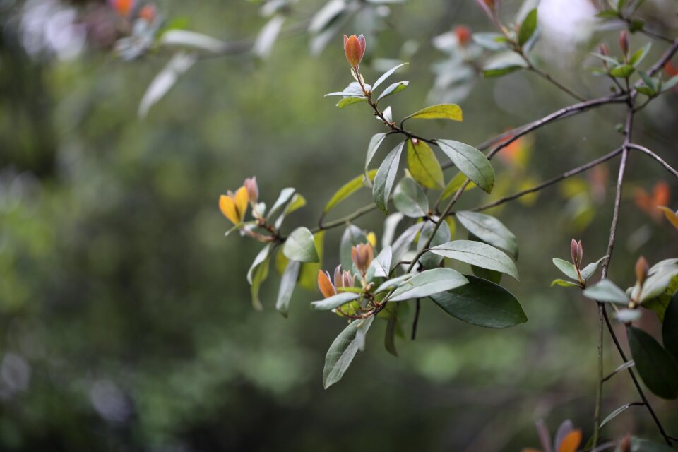 Plant nature grow