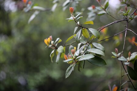 Plant nature grow