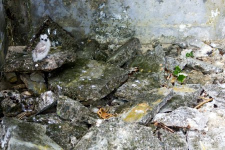 A white tern (Gygis alba) chick sits on a pile of concrete rubble photo