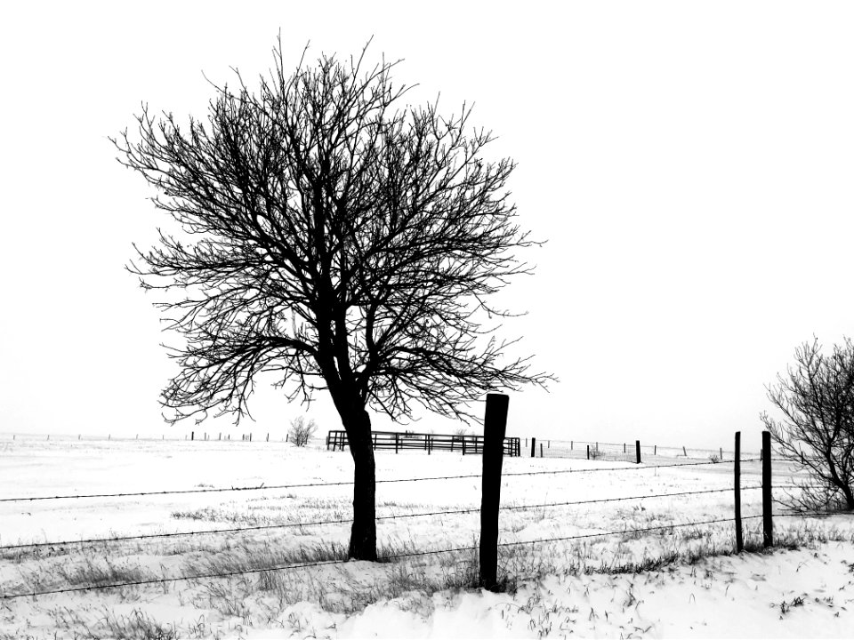 2020/366/321 The Deep Sleep of Winter