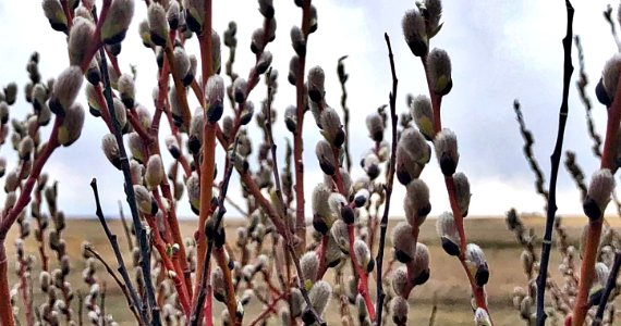 2021/365/108 Willow World photo