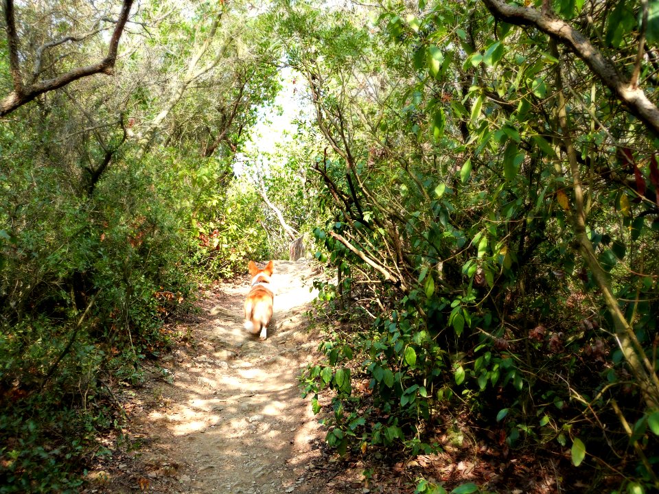Little fox in the wood