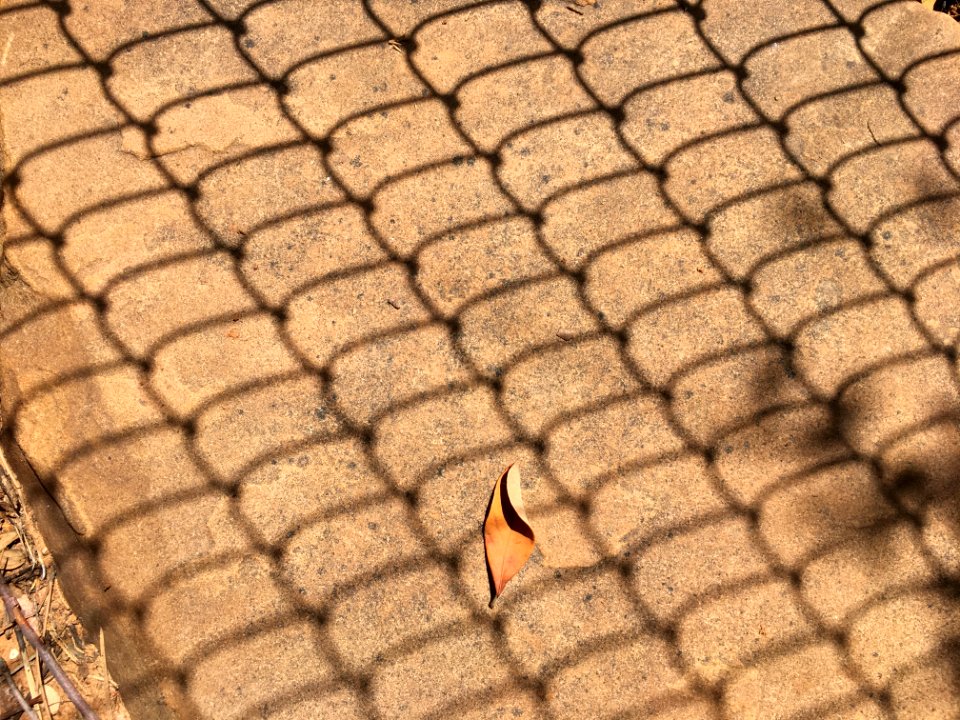 Leafy Non Conformis