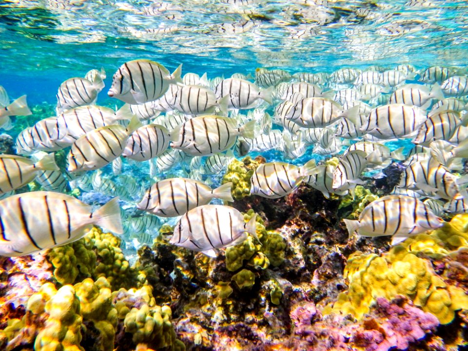 A school of convict tang (Acanthurus triostegus) swims through Midway's fringing reef