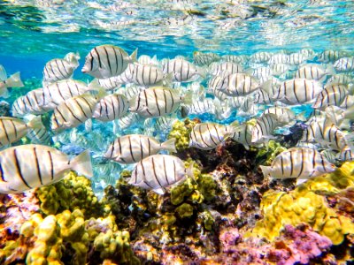 A school of convict tang (Acanthurus triostegus) swims through Midway's fringing reef