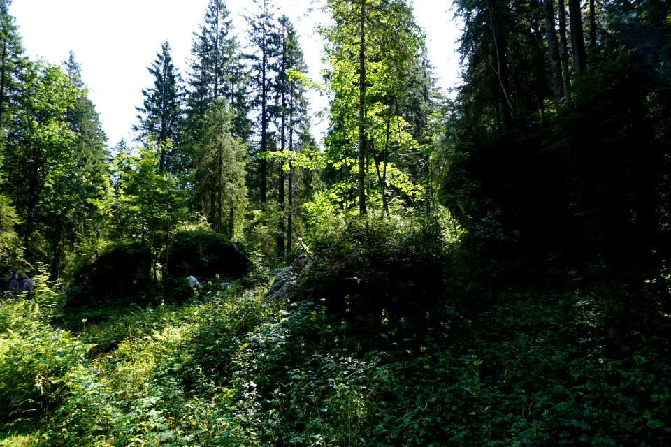 Flüewald (Niederurnertal/Kanton Glarus)