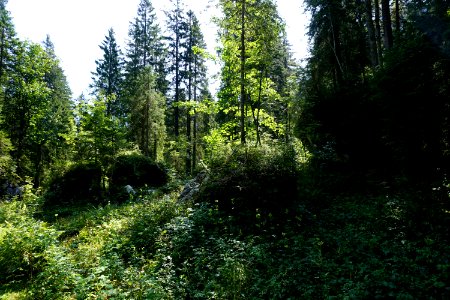 Flüewald (Niederurnertal/Kanton Glarus) photo