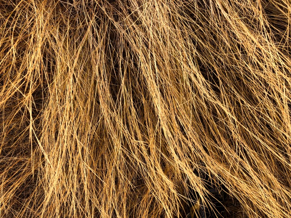 Also Not Hair