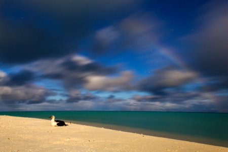 A juvenile Laysan albatross (Phoebastria immutabilis) sits on North Beach under a moonbow (a rainbow formed by moonlight) photo