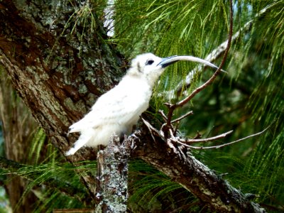 A white tern (Gygis alba) chick attempts to swallow an extremely large meal brought back by one of its parents