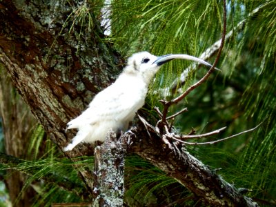 A white tern (Gygis alba) chick attempts to swallow an extremely large meal brought back by one of its parents photo