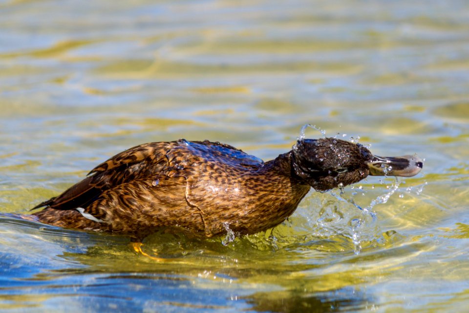 A juvenile Laysan duck (Anas laysanensis) bathes at Catchment