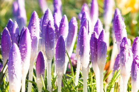 Purple violet meadow