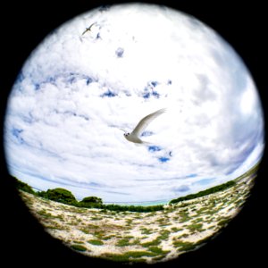 A white tern (Gygis alba) checks me out photo
