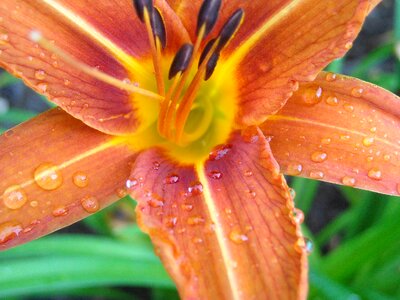 Lily flower nature