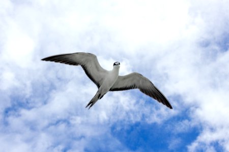 A sooty tern (Onychoprion fuscatus) in flight photo