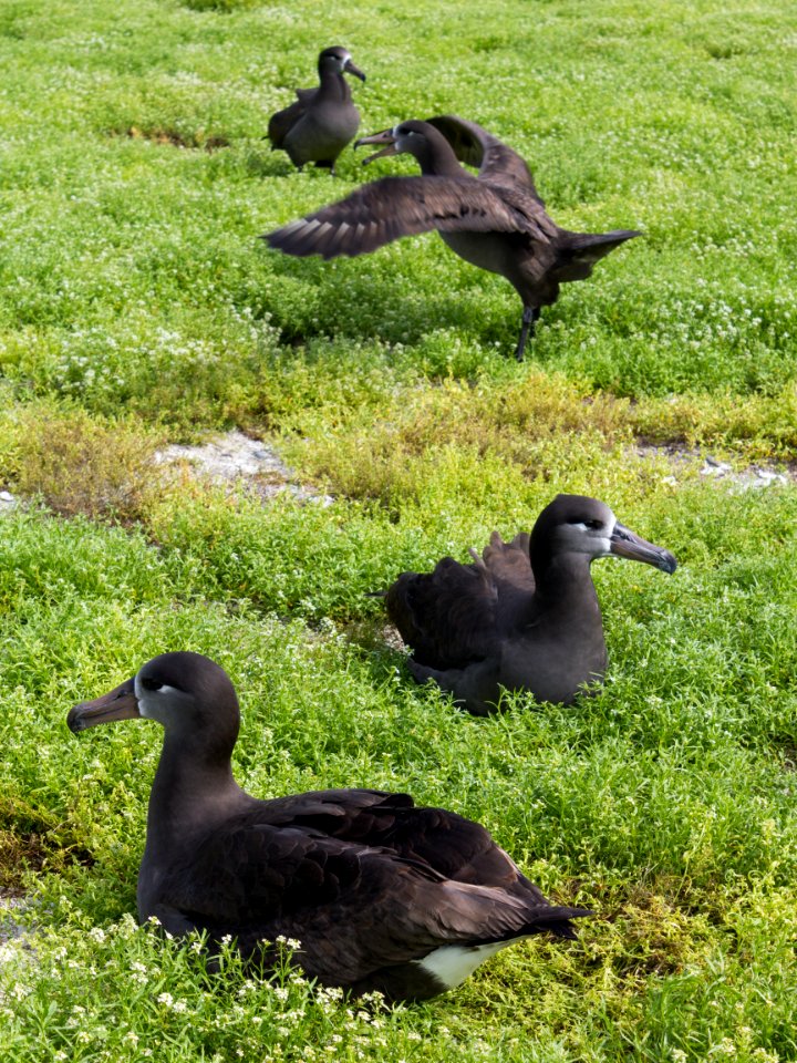 Two pairs of black-footed albatrosses (Phoebastria nigripes) shortly after returning to Midway for the breeding season