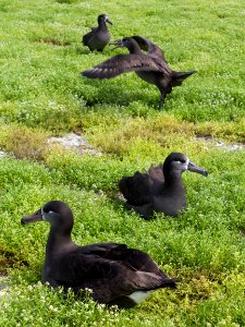 Two pairs of black-footed albatrosses (Phoebastria nigripes) shortly after returning to Midway for the breeding season