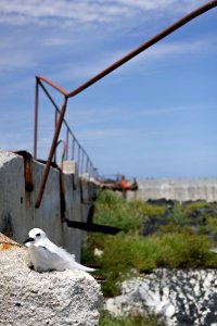 A white tern (Gygis alba) incubates its egg next to "R2," an old water treatment area that has been repurposed as a lead paint abatement enclosure for contaminated soil