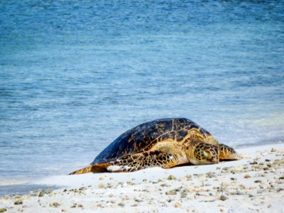 A green sea turtle (Chelonia mydas) hauls up on the appropriately named Turtle Beach photo