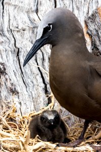 A brown noddy (Anous stolidus) and its chick
