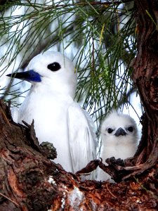A mother white tern (Gygis alba) and her chick, conveniently located on my walk to the Clipper House dining hall