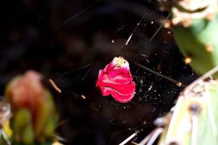Suspended Petal
