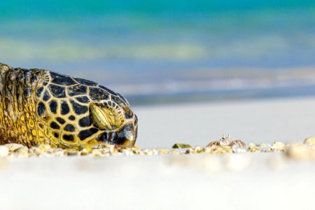 A green sea turtle (Chelonia mydas) rests on the appropriately named Turtle Beach, next to a friendly crab photo