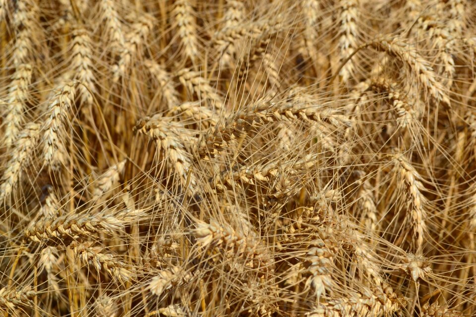 Grain cereals wheat ear