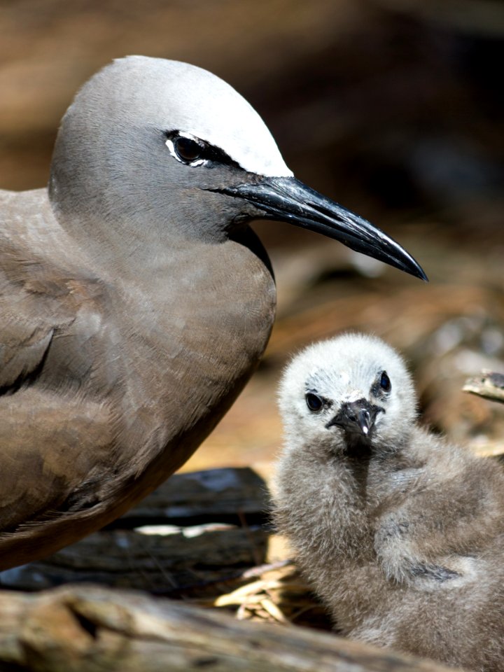 A brown noddy (Anous stolidus) and its chick