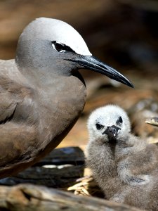 A brown noddy (Anous stolidus) and its chick