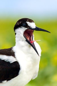 A close-up view of a sooty tern (Onychoprion fuscatus) and its unusual mouth photo
