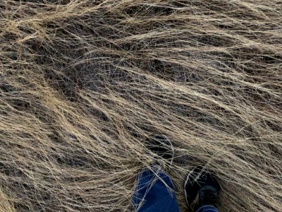 A Walk in the Prairie Grass
