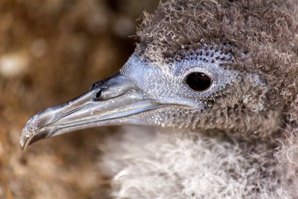 Close-up of a wedge-tailed shearwater (Ardenna pacifica) chick