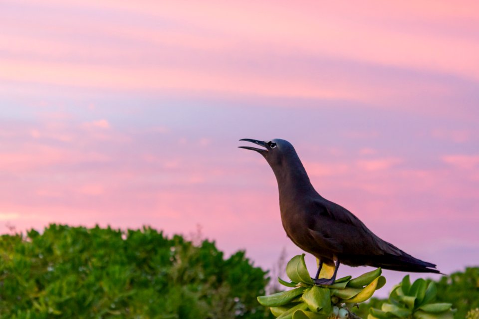 A brown noddy (Anous stolidus) calls at sunset