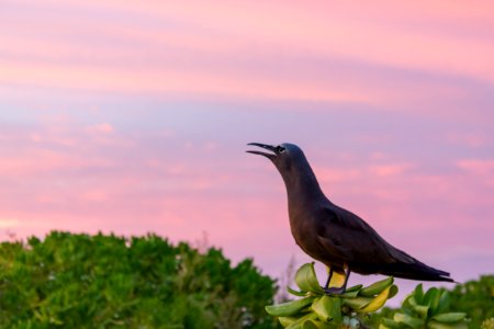 A brown noddy (Anous stolidus) calls at sunset photo
