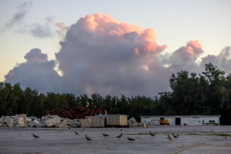 A flock of bristle-thighed curlews (Numenius tahitiensis) gathers in Midway's "Boneyard" photo