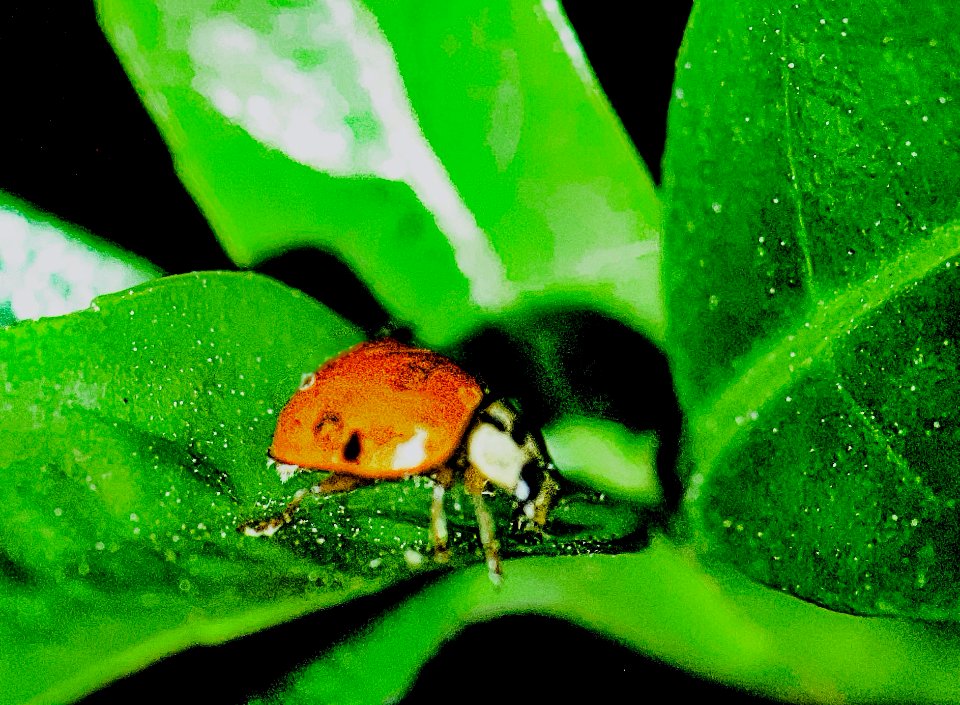 Eating aphids.