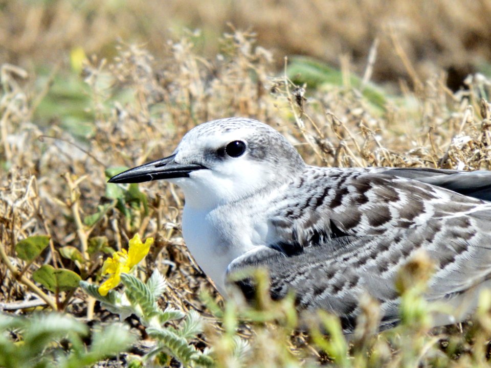 Gray-backed tern (Onychoprion lunatus) on Eastern Island