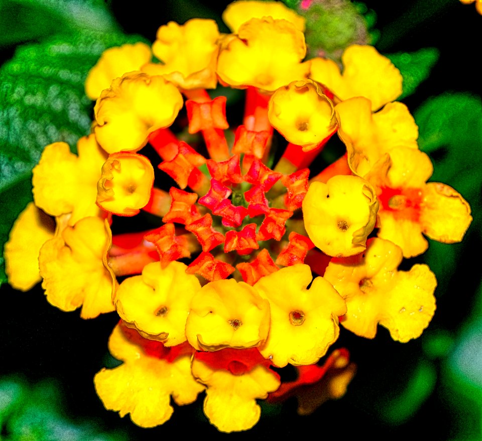 LANTANA