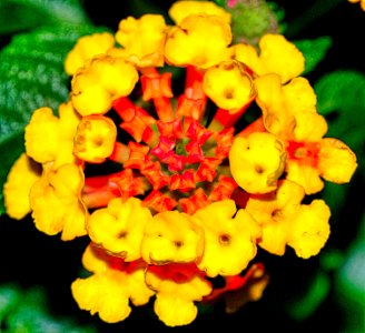 LANTANA photo